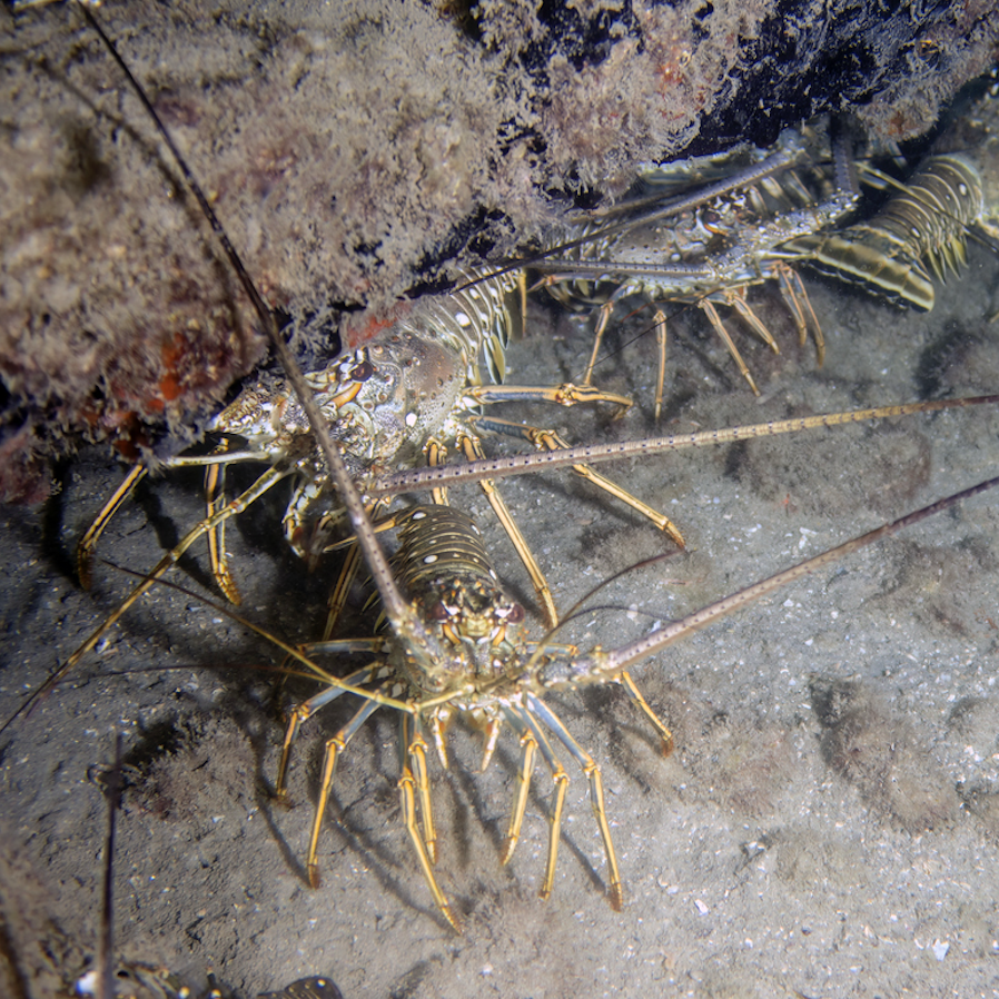 Group of Florida spiny lobsters gathered beneath an underwater reef during lobster season