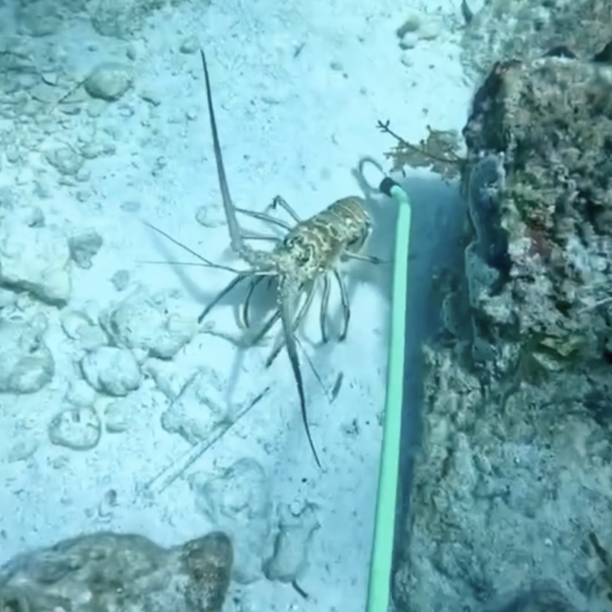 Green lobster snare positioned behind a Florida spiny lobster during an underwater snaring technique