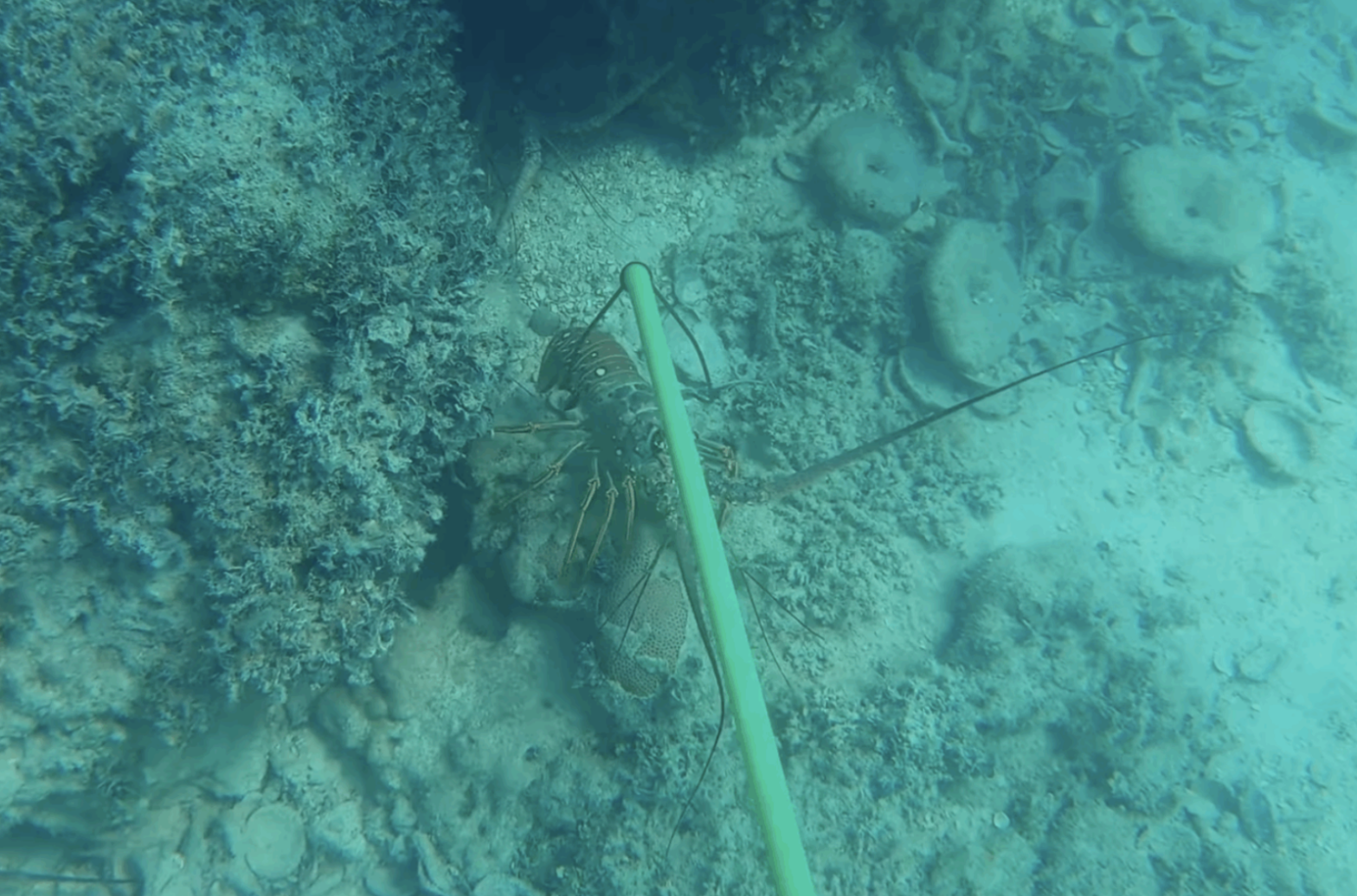 Caribbean lobster snare