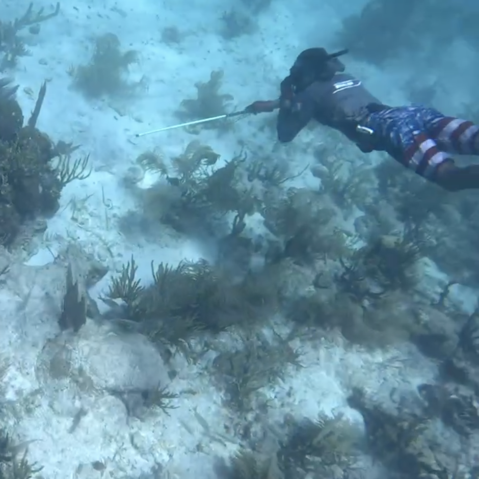 Diver searching an underwater Florida reef for Caribbean spiny lobster during the 2026 lobster season
