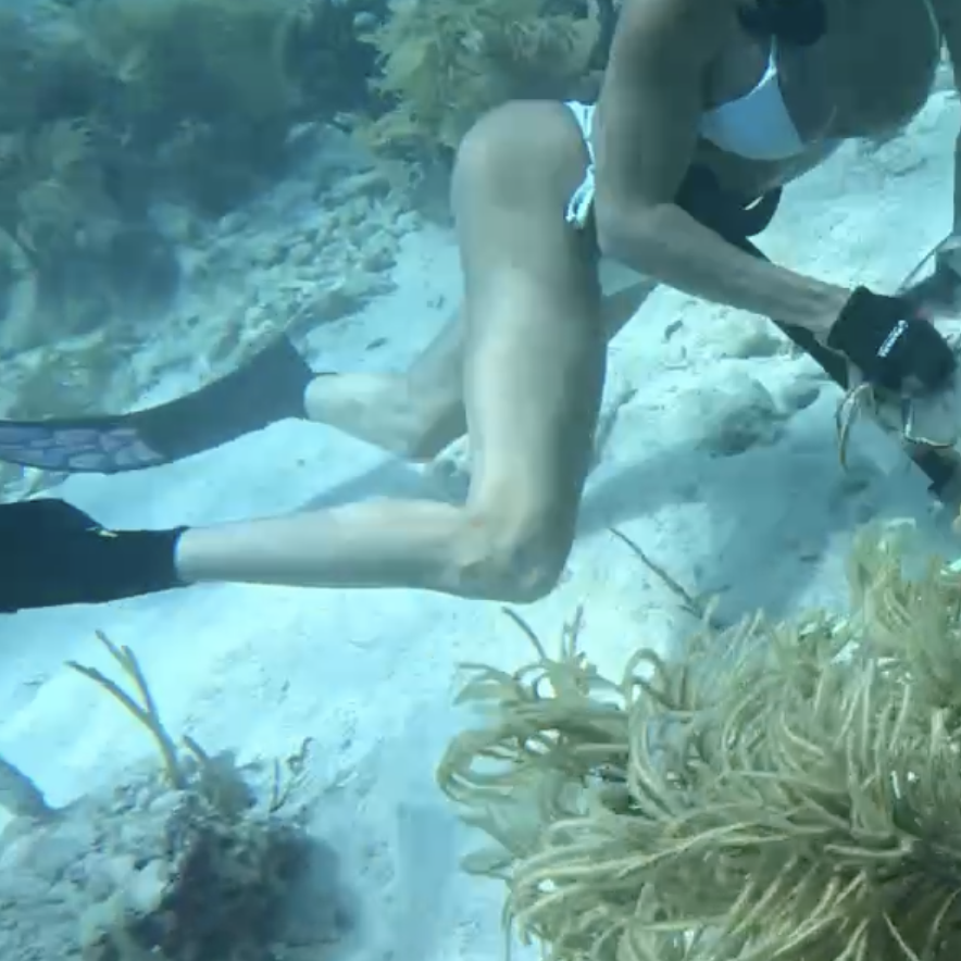 Original Green Lobster Snare