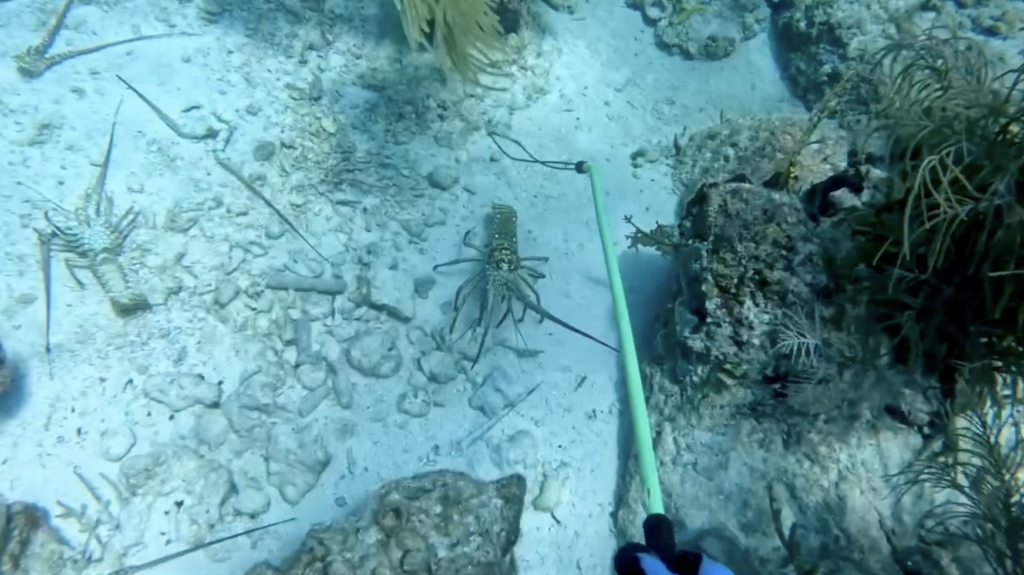 The best lobster snare for Florida Keys