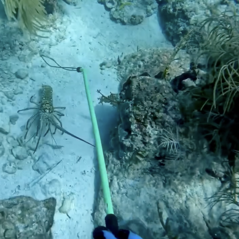 best lobster snare for Florida Keys