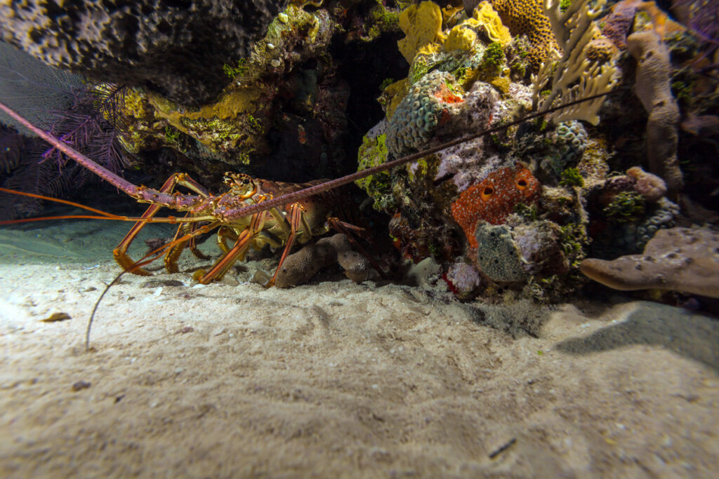 how to use a lobster snare