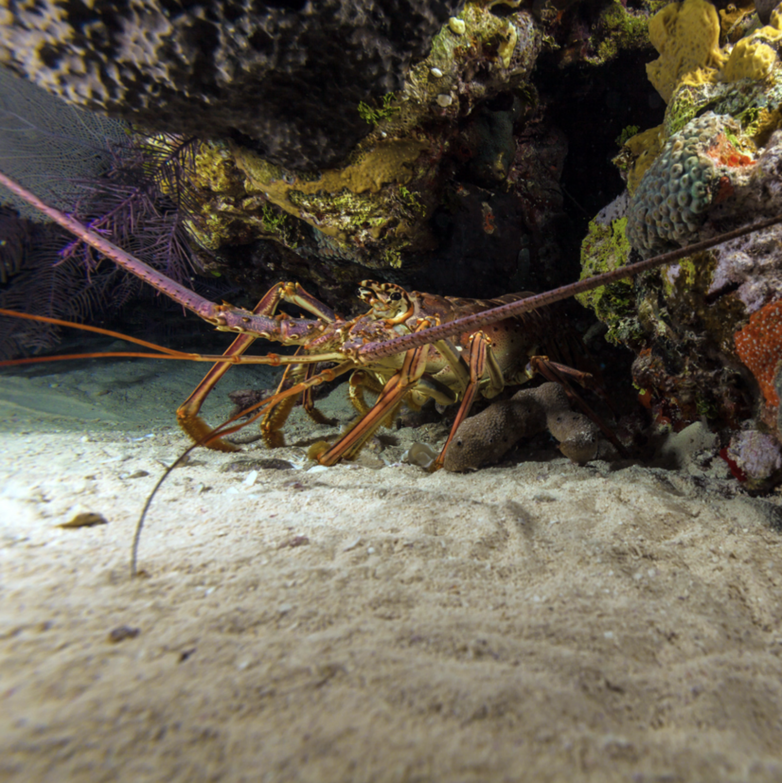 how to use a lobster snare
