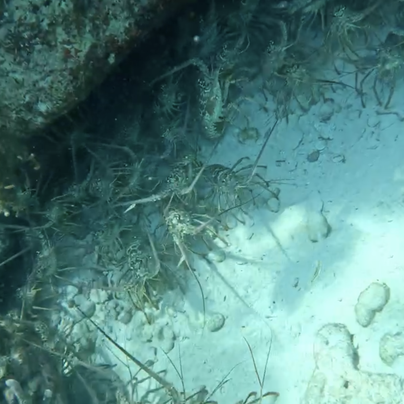 lobster snare vs net