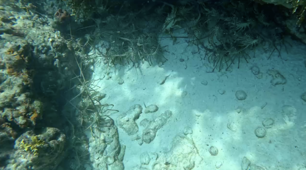 original green lobster snare vs net