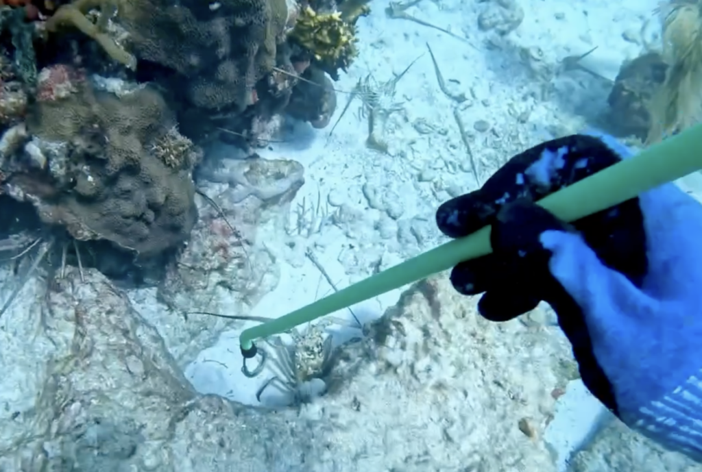 lobster snare vs tickle stick from Spiny Solutions
